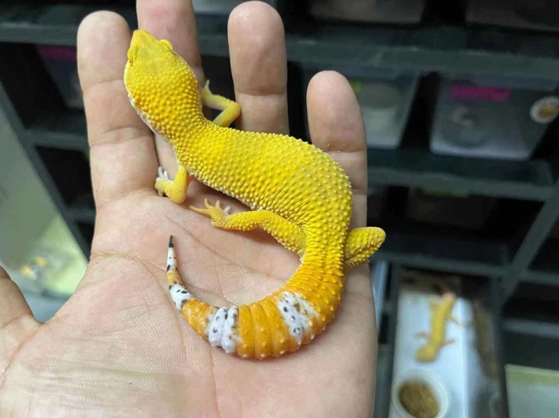 壁虎叫聲 壁虎叫聲