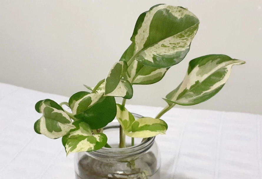 水耕植物換水頻率