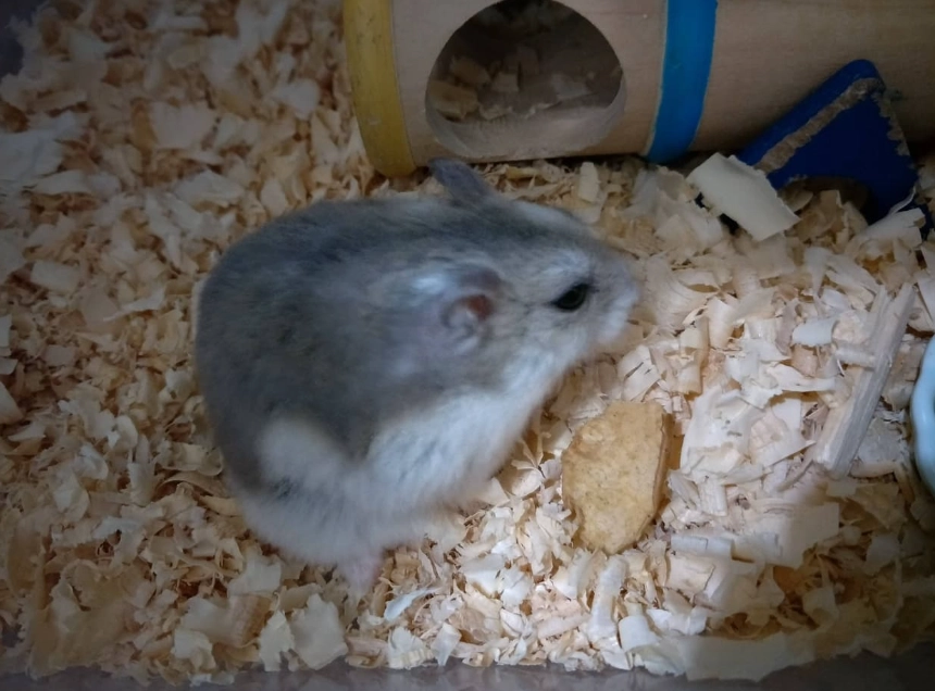 倉鼠飲食