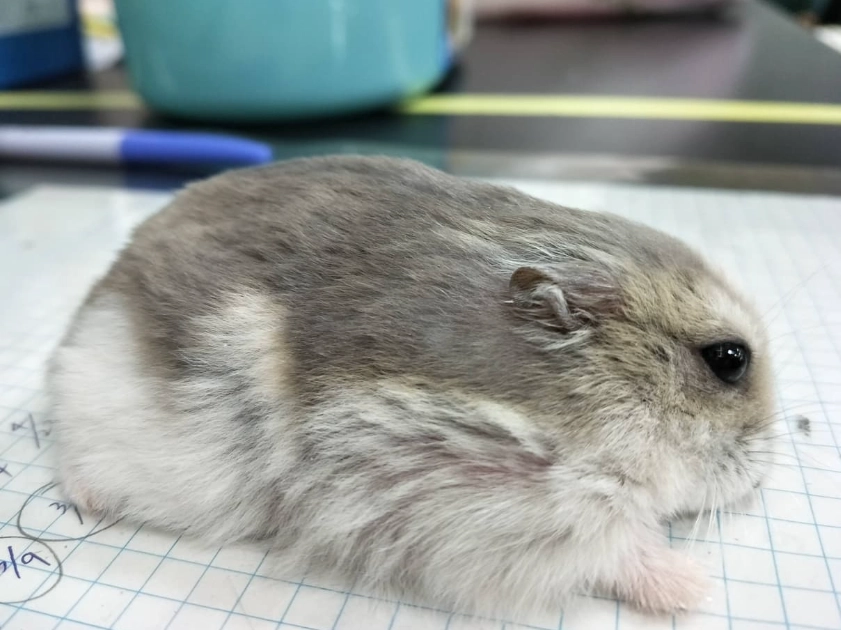 紫仓鼠 紫仓鼠