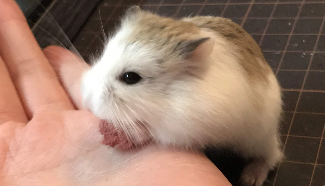 小倉鼠飼養