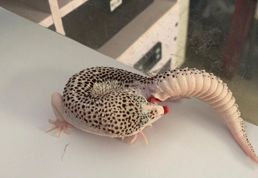 守宫脱皮