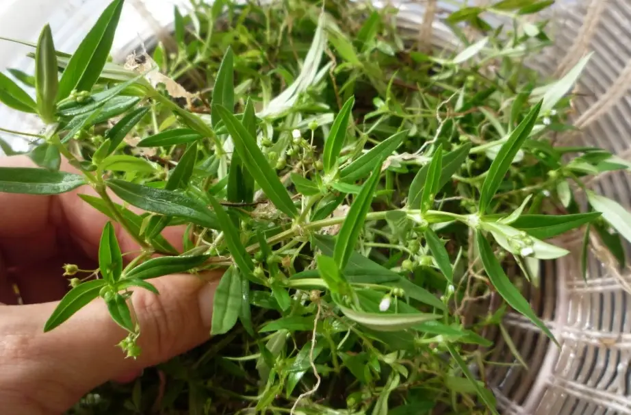蛇舌草煮法 蛇舌草煮法