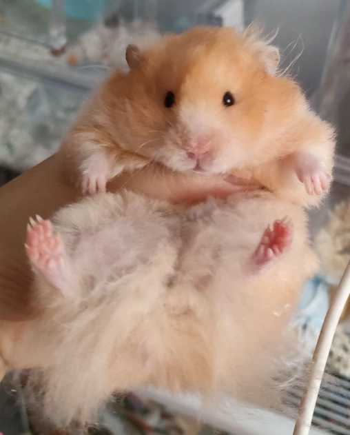 長毛熊鼠飼養 長毛熊鼠飼養
