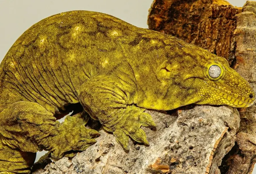 巨人守宮環境