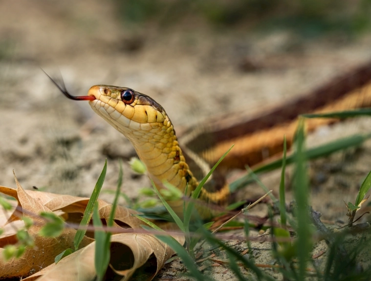 蛇的天敵 蛇的天敵