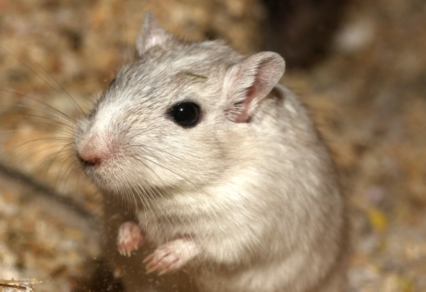 楓葉鼠飼養 楓葉鼠飼養