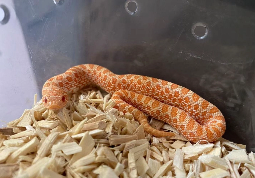 寵物蛇飼養 寵物蛇飼養