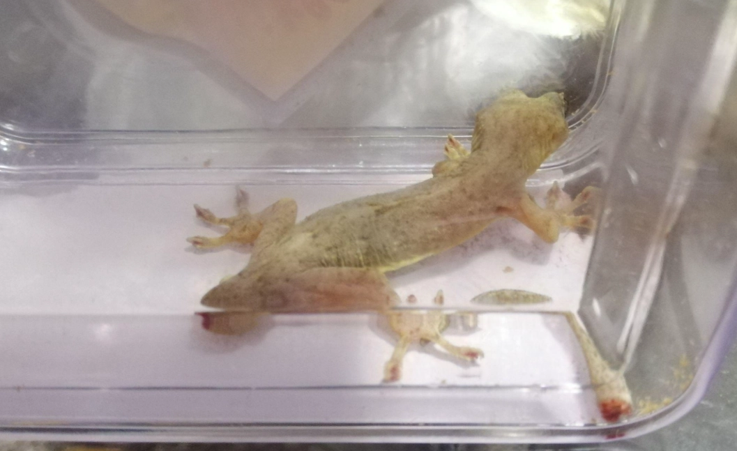 壁虎斷尾處理
