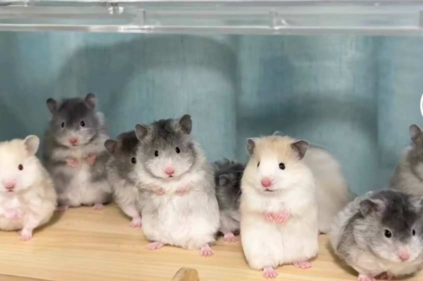長毛熊鼠飼養 長毛熊鼠飼養