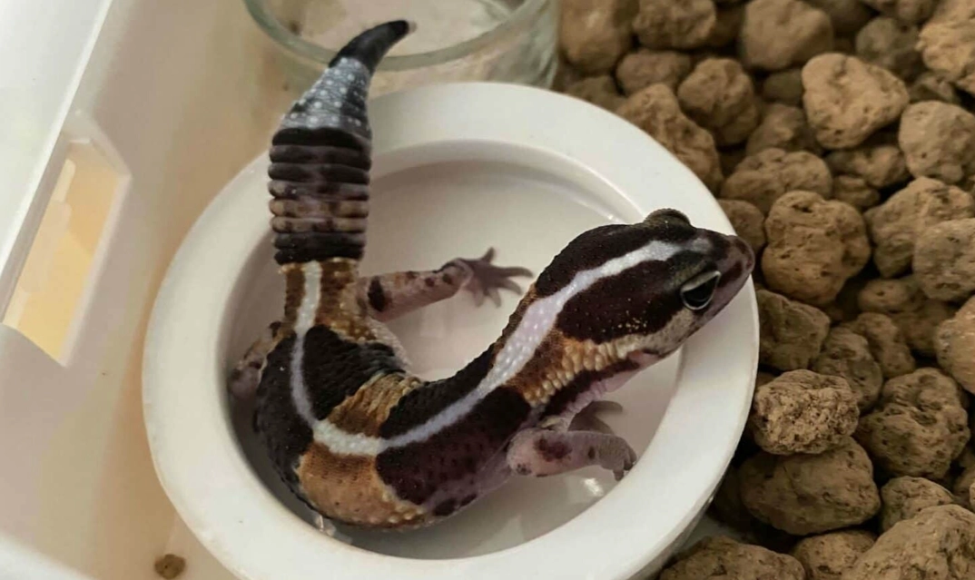 豹紋守宮飼養 豹紋守宮飼養