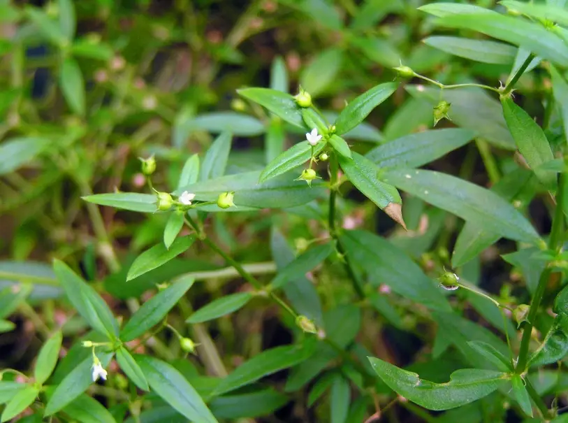 白花蛇舌草功效 白花蛇舌草功效