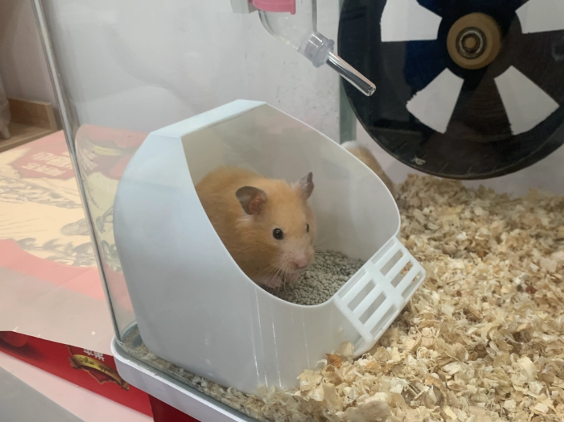 鼠沙推薦