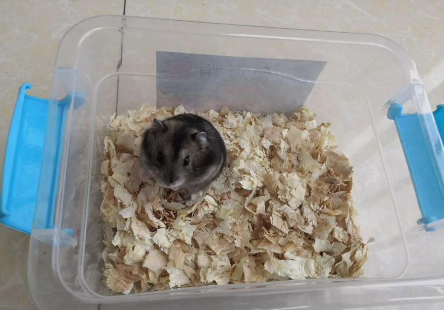 倉鼠壽命延長 倉鼠壽命延長