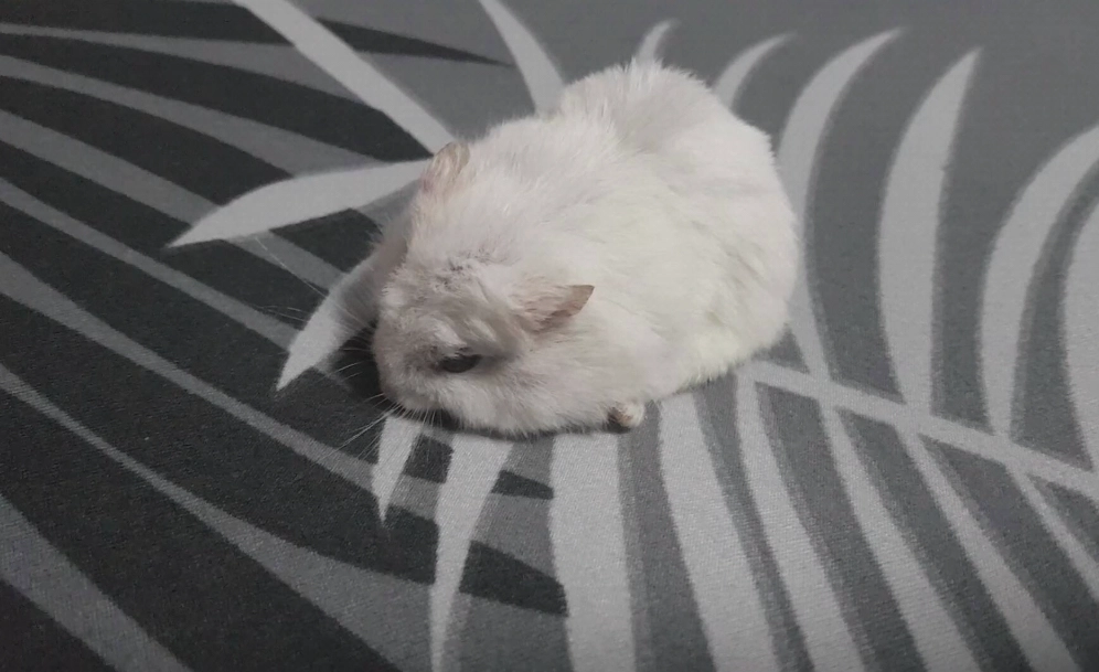 倉鼠白內障症狀