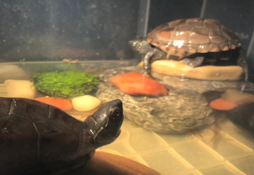 烏龜聽覺構造