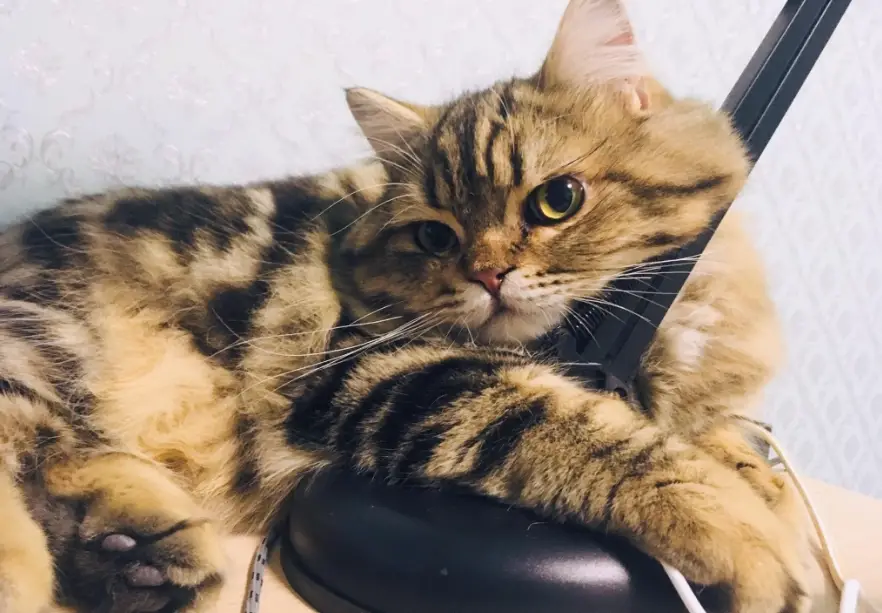 長毛虎斑貓飼養