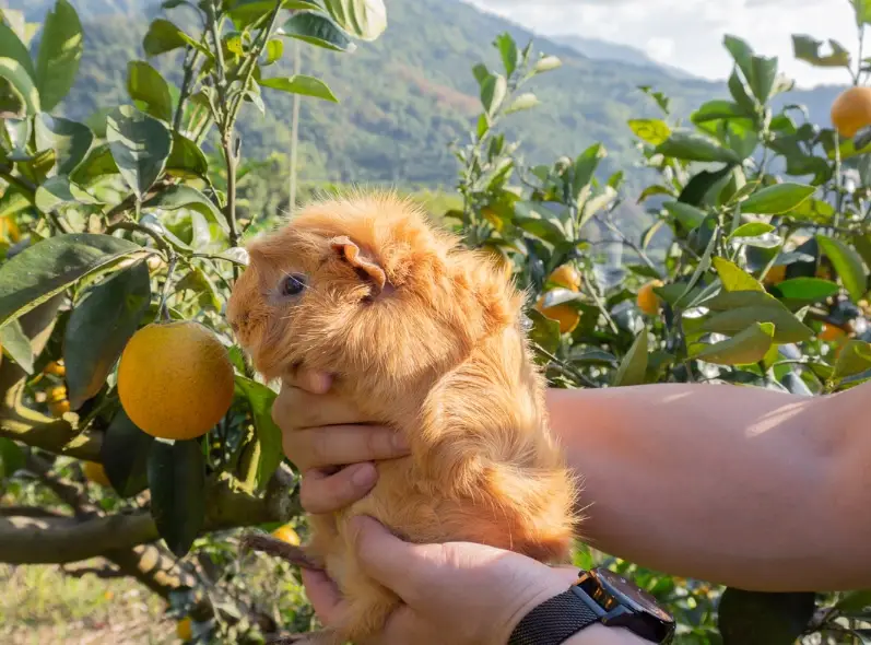 天竺鼠餵食禁忌