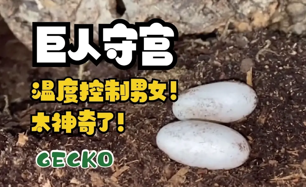 守宮蛋孵化 守宮蛋孵化