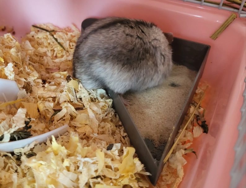 倉鼠鼠沙