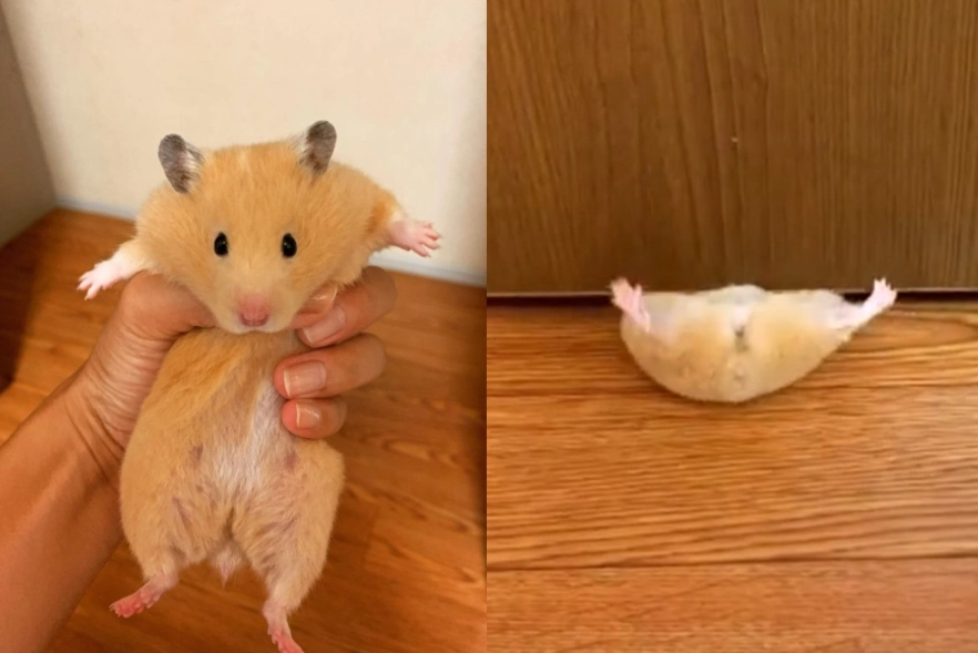黃金鼠飼料推薦 黃金鼠飼料推薦