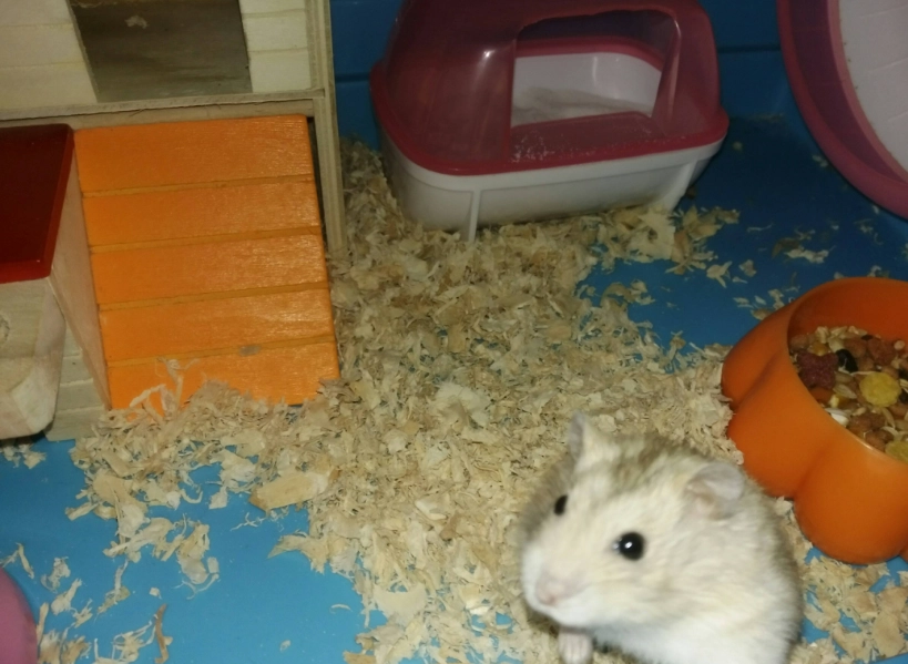 幼鼠照顧