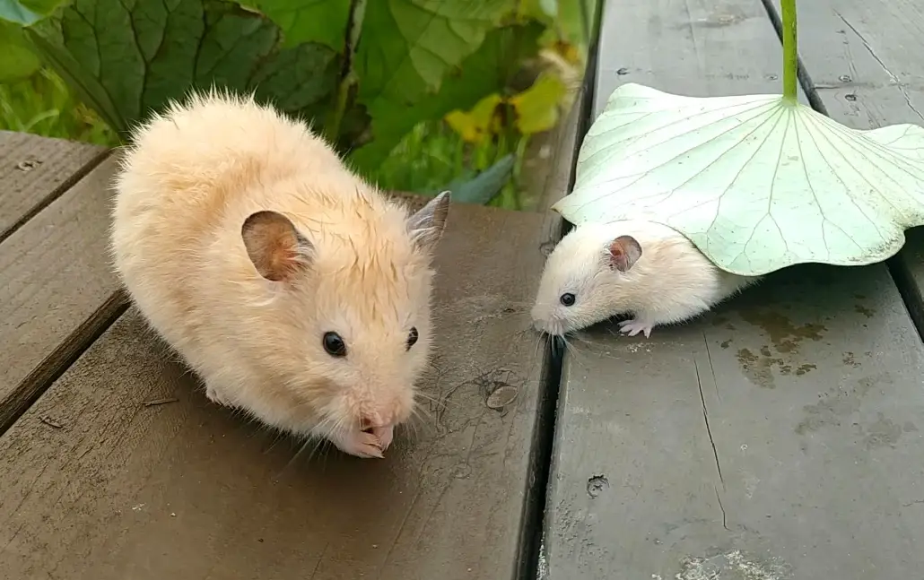倉鼠獸醫