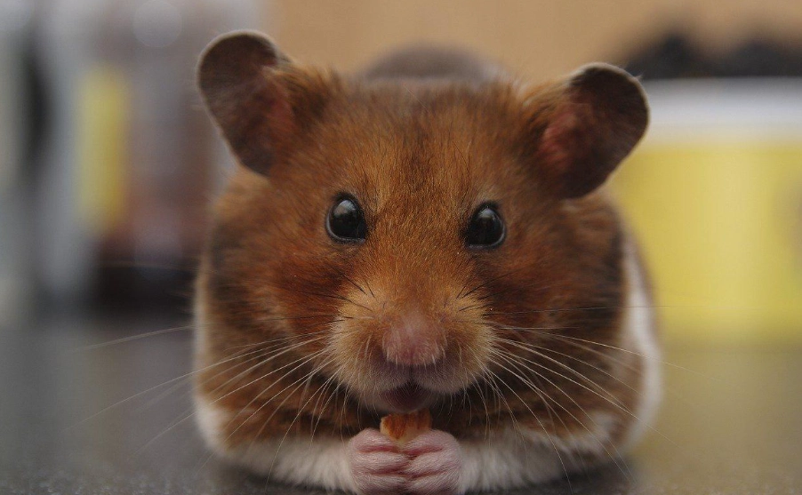 楓葉鼠飼養 楓葉鼠飼養