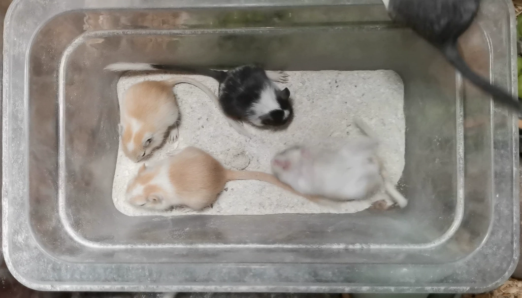 倉鼠鼠沙