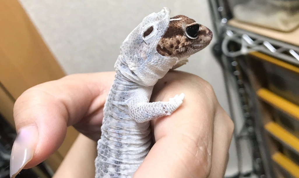 守宫脱皮