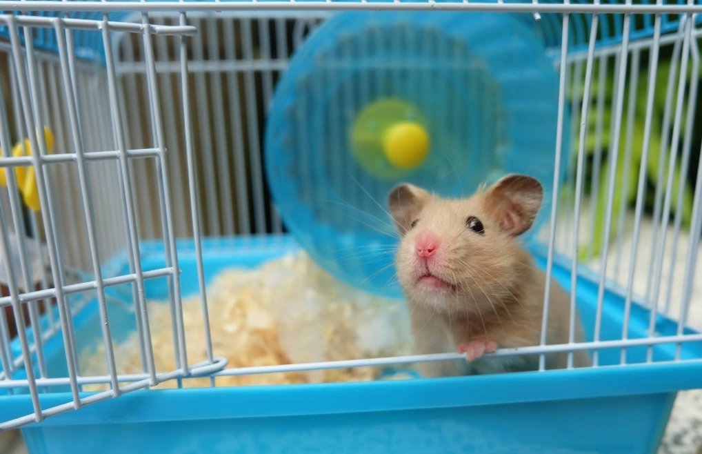 倉鼠生殖器照護