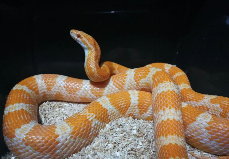玉米蛇飼養 玉米蛇飼養