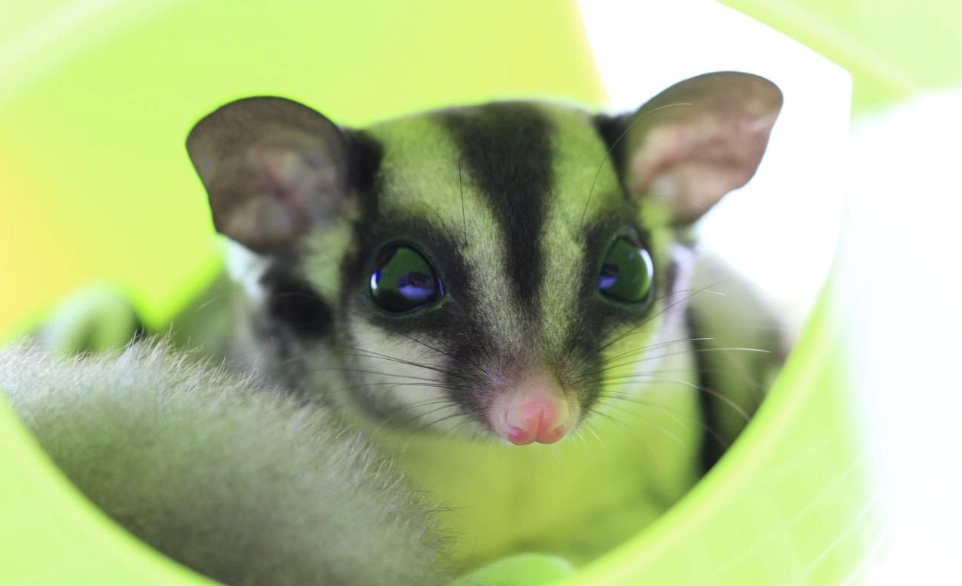 蜜袋鼯 飼養溫度 蜜袋鼯 飼養溫度