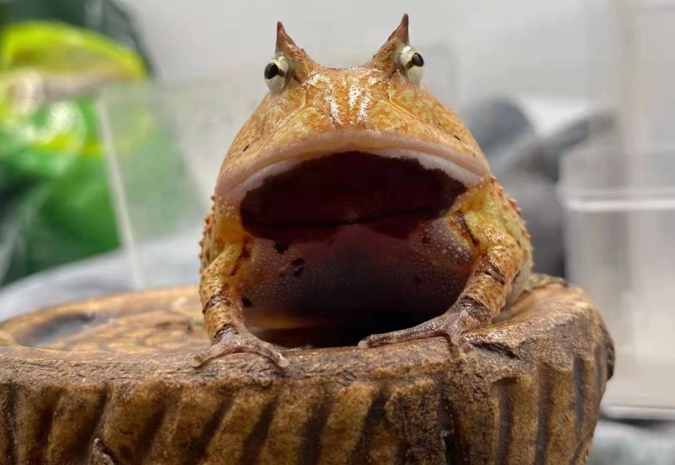 饅頭蛙飼養
