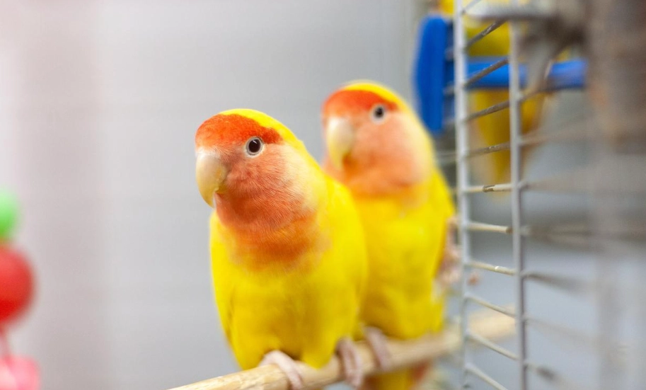 牡丹鸚鵡飼養