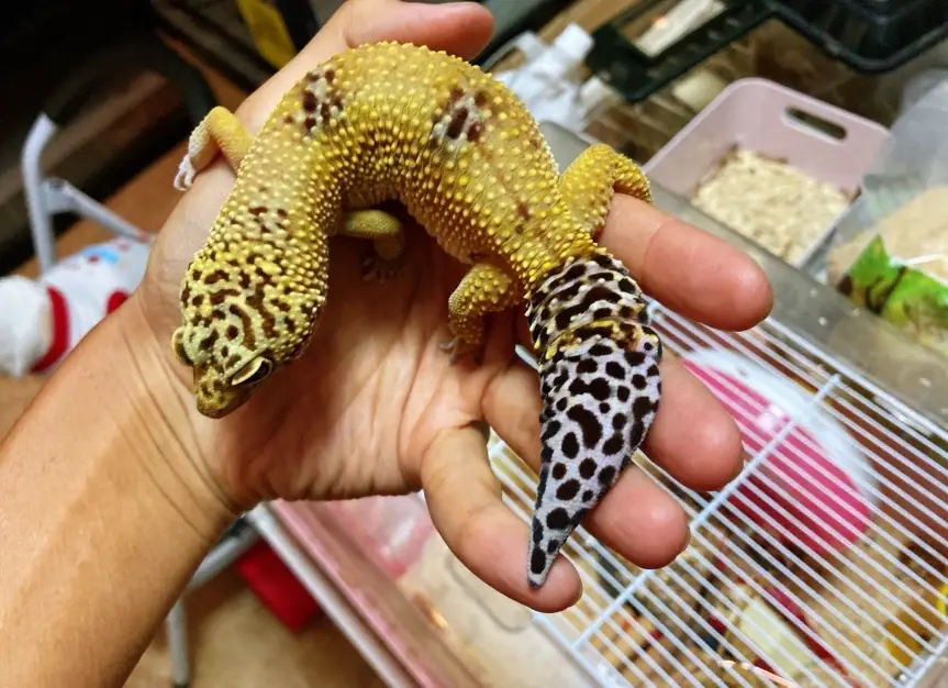 守宫脱皮过程