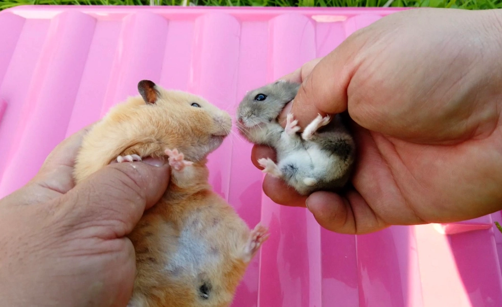 倉鼠飼養