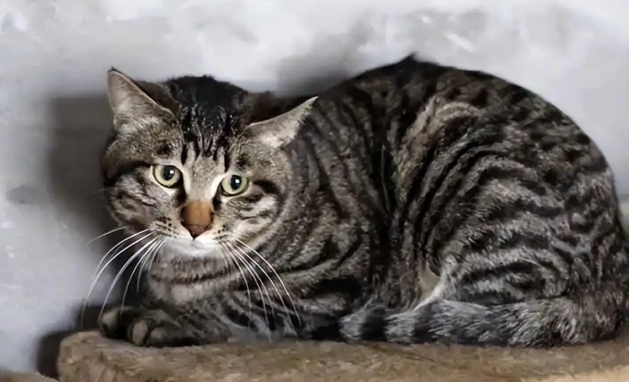 虎斑貓飼養
