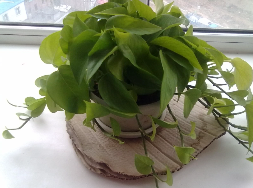 黃金葛澆水