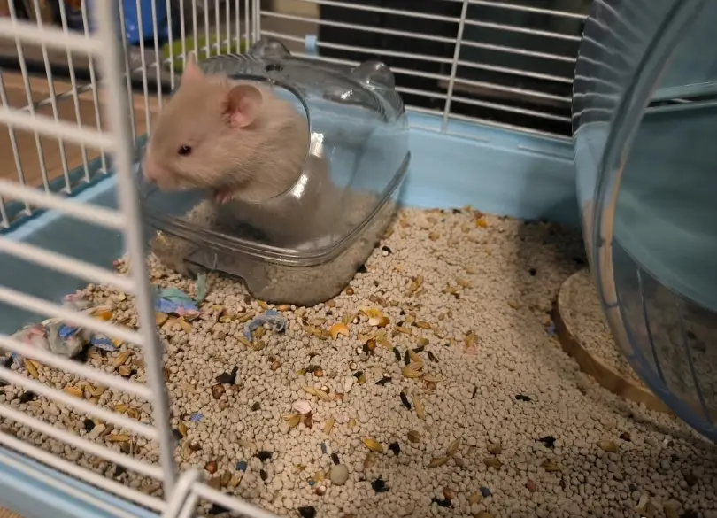 楓葉鼠飼養 楓葉鼠飼養