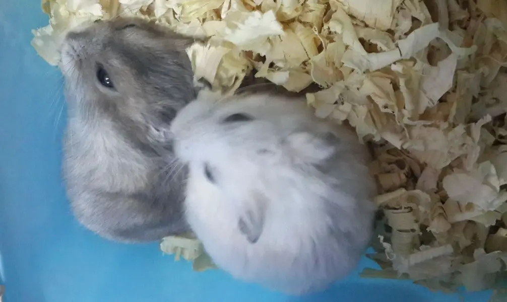 倉鼠白內障症狀