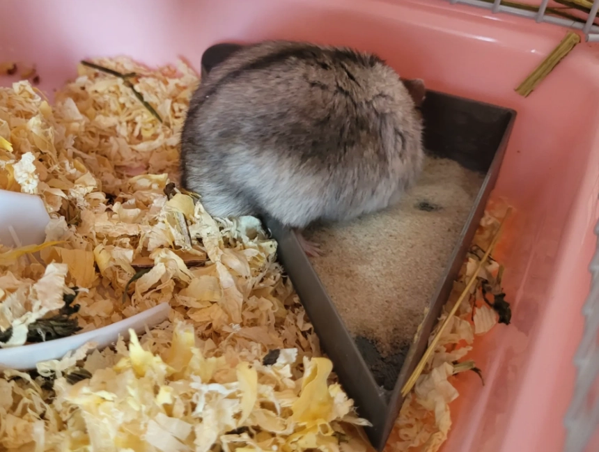倉鼠沙推薦 倉鼠沙推薦