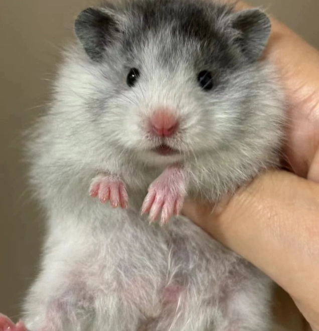 長毛熊鼠飼養 長毛熊鼠飼養