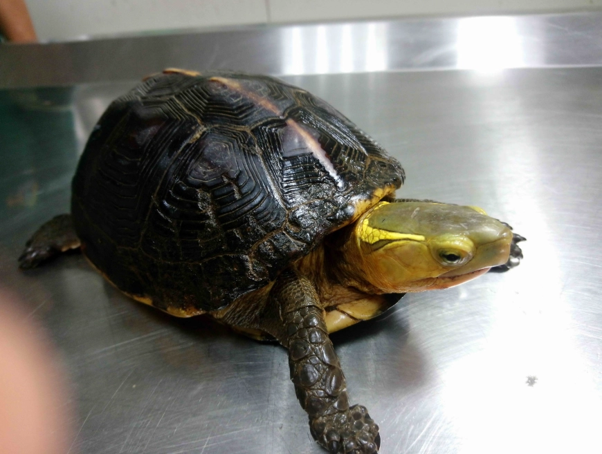 食蛇龜價格