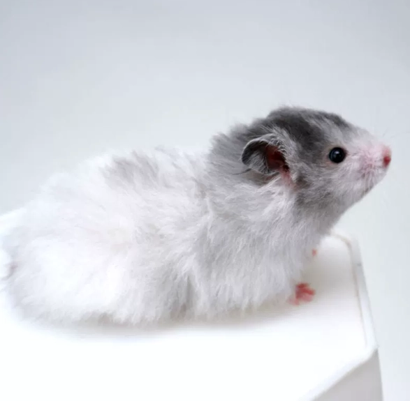 長毛熊鼠飼養 長毛熊鼠飼養