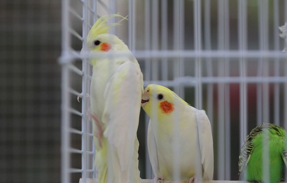 牡丹鸚鵡飼養