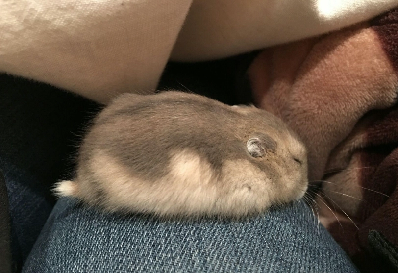 三線倉鼠飼養 三線倉鼠飼養