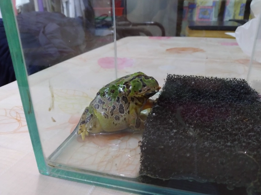 角蛙冬眠