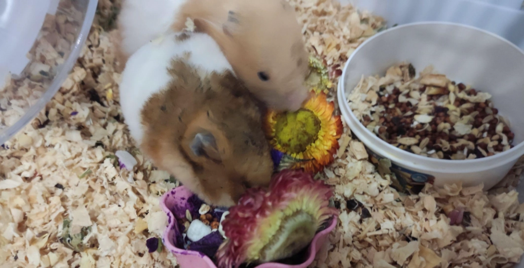 倉鼠零食 倉鼠零食