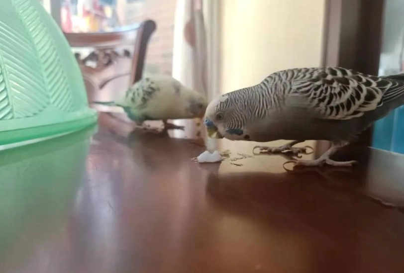 鸚鵡火化 鸚鵡火化